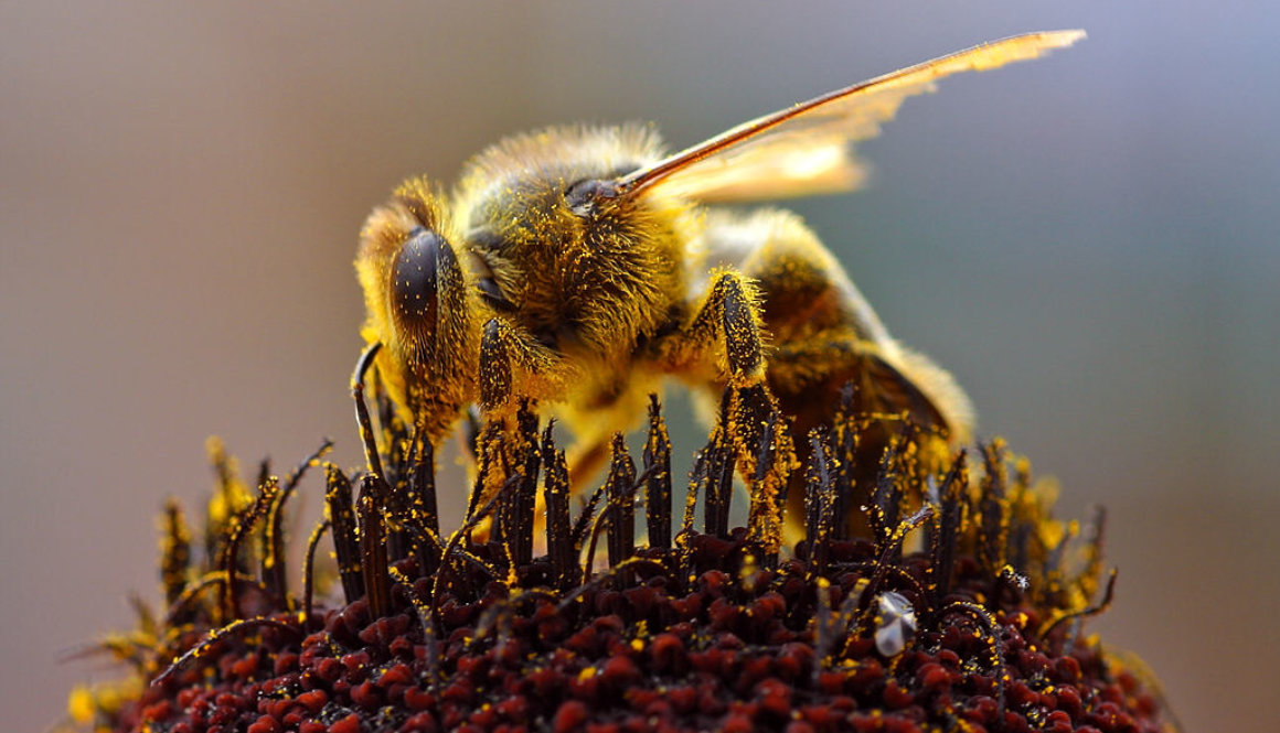 Bees_Collecting_Pollen_2004-08-14